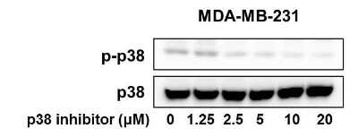 Western Blot: p38 alpha [p Tyr182] Antibody [NB100-82097]